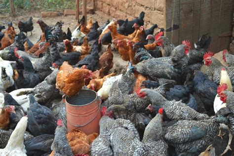 Precision livestock farming (plf) has yet to become a widespread commercial reality in the poultry sector despite increasing research output, according to a new report. Young Champions in Agribusiness: Wendy Group of Farms: A ...