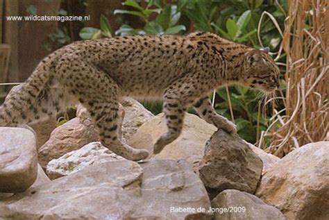 This genus is considered the oldest branch of a genetic lineage of small cats in the americas whose common ancestor crossed the bering land bridge from asia to north america in the late miocene. Geoffroy's Cat (Leopardus geoffroyi) - Wild Cats Magazine