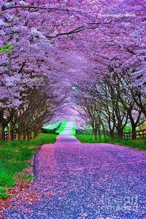 Beautiful Pathway Nature Beautiful Landscapes Beautiful Places