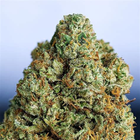 Heres Everything You Need To Know About Og Kush Grow