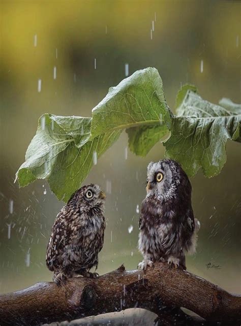 40 Excellent Photography Of Animals In Rain