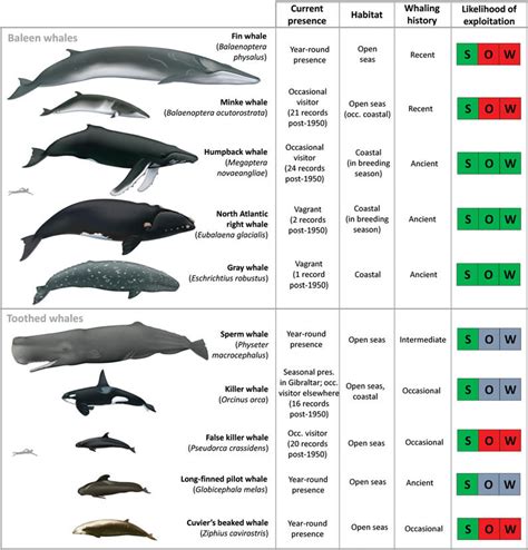 Whale Species Of The Mediterranean Sea Including Those Present Today
