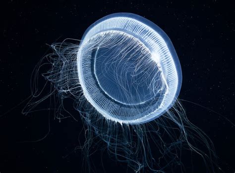 Otherworldly Photographs Of Underwater Jellyfish By Alexander Semenov