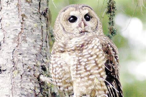 Appeals court restores lumber companies' challenge to spotted owl ...
