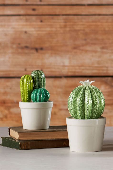 To propagate your old lady cactus, start by gently removing offsets from the mother plant. Porcelain Cactus Plants | Cactus plants, Cactus, Cactus ...