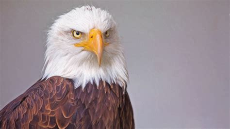Bald Eagle 4k Ultra Hd Wallpaper Background Image 3840x2160
