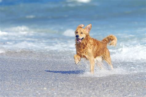 Bonheur des chiens et des chats. Nos conseils pour bien préparer son départ en vacances ...