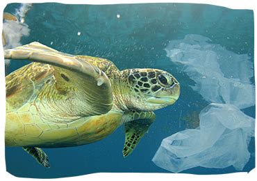 Innovazione per un oceano sostenibile. Giornata Mondiale degli Oceani: da La Mer a Clarins, la ...