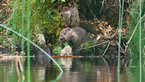 Meet Britains First Wild Born Beaver In 400 Years Daily Mail Online