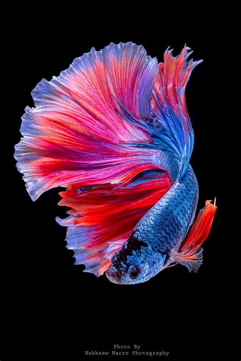 32 Photos Of The Most Beautiful Betta Fish In 2020 With Images