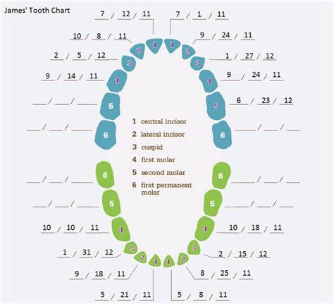 Printable Baby Teeth Charts Timelines Templatelab
