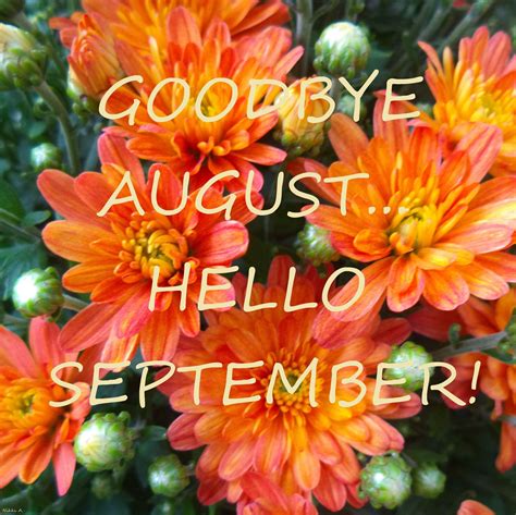Goodbye Augusthello September Orange Mums Hello September