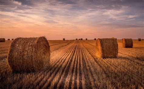 Wheat Field Hay Summer Sunset Wallpaper Nature And Landscape