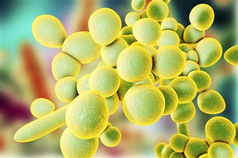 Deadly Drug Resistant Fungal Infection Candida Auris Spreading