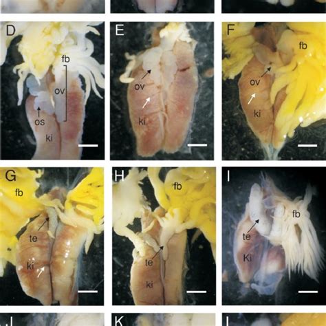 External Morphology Of Gonads During Larval Development In Pseudis