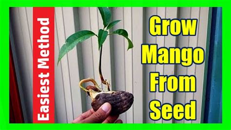 Pin By P Mehta On Gardening Videos Mango Tree From Seed Growing