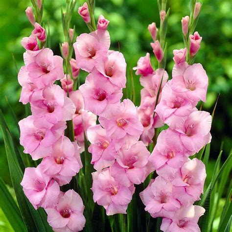 Video Gladiolus 10 Bulbs Pretty Pink Blooms 14cm Hirts