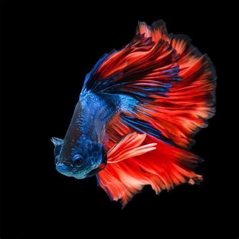 Betta Fish Flare Things You Need To Know About It Betta Source