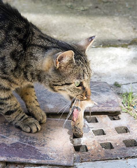 Cat Eating Mouse Stock Photos Pictures And Royalty Free Images Istock