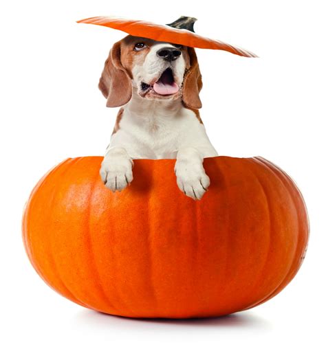 Can Too Much Pumpkin Cause Diarrhea In Dogs
