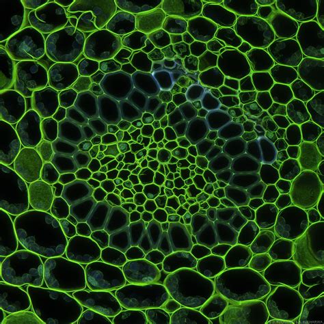 Vascular Bundle Under The Confocal Microscope By Dark Raptor On