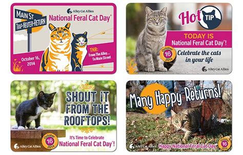 National Feral Cat Day Is October 16 And Theres A New