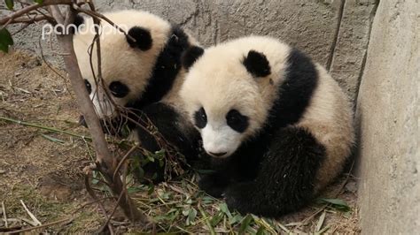 Pandas Playing Hide And Seek With Their Nanny Youtube