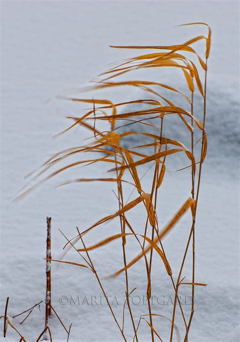 Reeds Blowing In The Harsh Winter Wind Photography Maritatoftgard