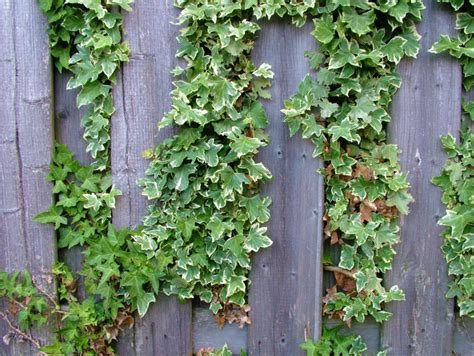 How To Grow Ivy On A Fence