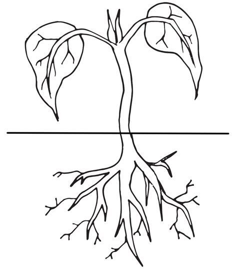 Roots Clipart Colouring Page Roots Colouring Page Transparent Free For