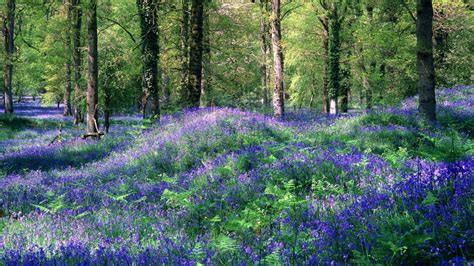 Purple Lavender Garden In Forest Hd Nature Wallpapers Hd Wallpapers