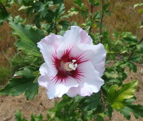 Growing Greener In The Pacific Northwest Rose Of Sharon
