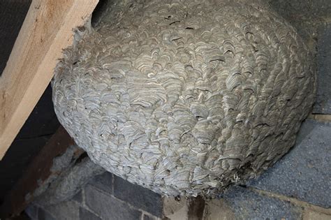Colossal Wasps Nest Found In Attic Is The Stuff Of Nightmares Mashable