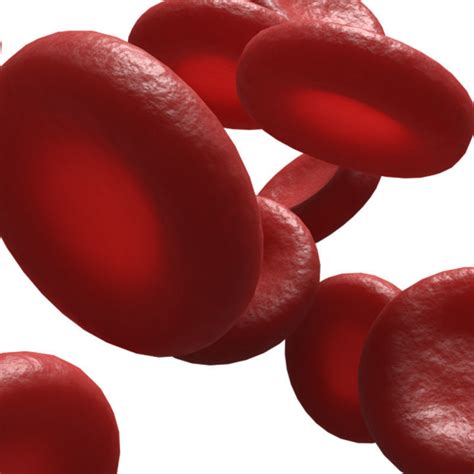 Red Blood Cells 3d Model Cgtrader