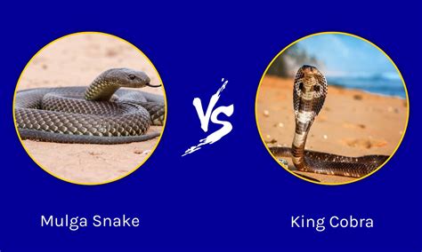 Mulga Snake Vs King Cobra What Are The Differences A Z Animals