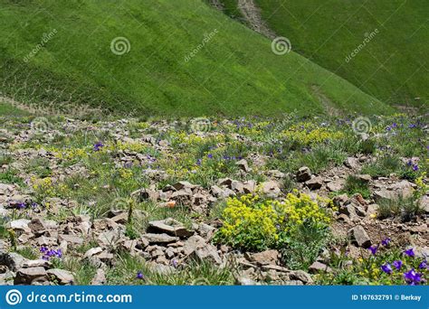 Wild Flowers Blooming In Wilderness Stock Image Image Of Beautiful