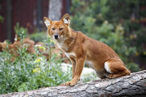 Dhole Wildlife Facts File All Wildlife Photographs