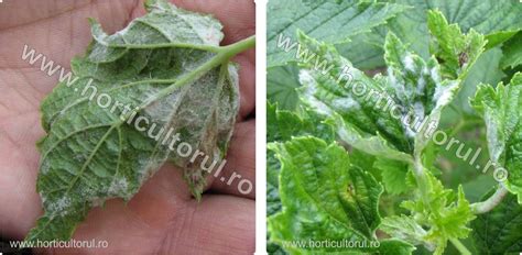 http://www.horticultorul.ro/insecte-boli-daunatori-fungicide-insecticide-ingrasaminte-pesticide/bolile-coacazului-si-agrisului/