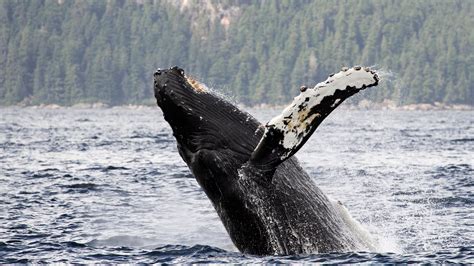 18m (59ft), average 12.9 m (42ft) males, 13.7 m (45ft) females. Alaska Humpback Whale In Water HD Animals Wallpapers | HD ...