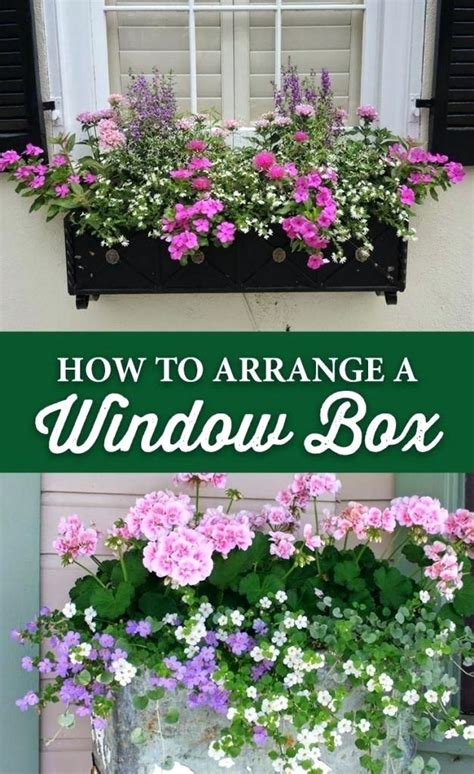 If you're looking for easy care flowers for your containers and landscape but struggle to find something that survives your hot, humid summers, try angelface and. Image result for Best Flowers for full sun Window Boxes ...