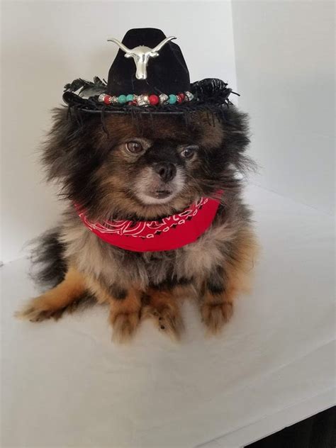 Dog Cowboy Hat Cowboy Hat For Dogs Or Cats Rodeo