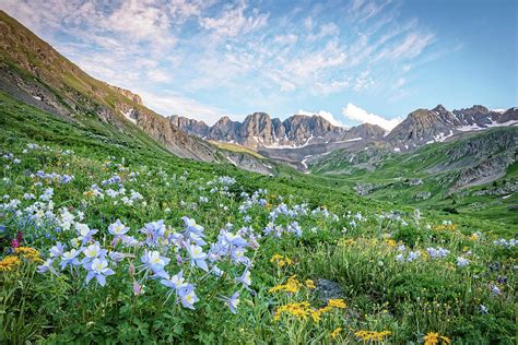 American Basin Summer Wildflowers Colorado Mountains Photograph By