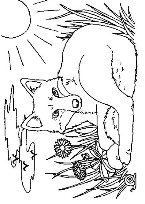 Kidsnfun.com  Coloring page Foxes Foxes