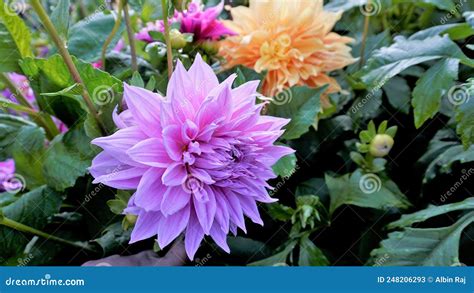 Beautiful Flowers Of Dahlia Pinnata Also Known As Pinnate Hypnotica