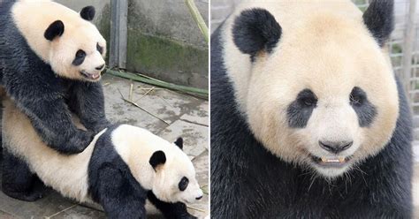 Video Of Pandas Having Sex For An Unusually Long Time To