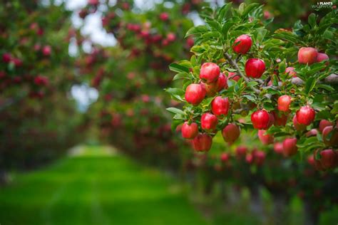 Apples Orchard Apple Trees Plants Wallpapers 2048x1367
