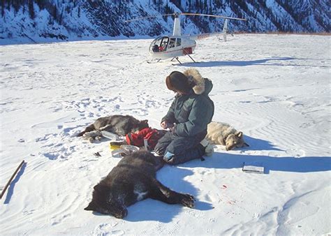 Alaska Wolf Hunt And The Elections Republican Governors Fight The