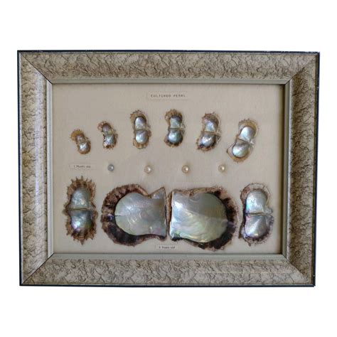 Vintage Framed Cultured Pearl Display Made In Japan In 2021 Shell