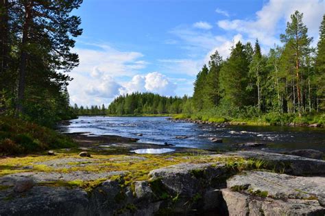 The plants tolerant to snowfalls such as conifers, lichens, and mosses are predominant in taiga. What Is The Taiga Biome? Discover Animals & Plants Of The ...