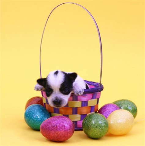 25 Easter Dog And Puppy Pictures To Make You Smile Dogtime Easter